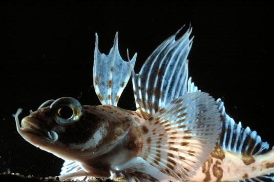 Fisch