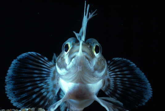 Fisch